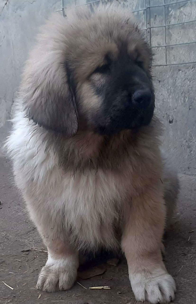 Щенки кавказской овчарки. Pui de ciobanesc caucazian.