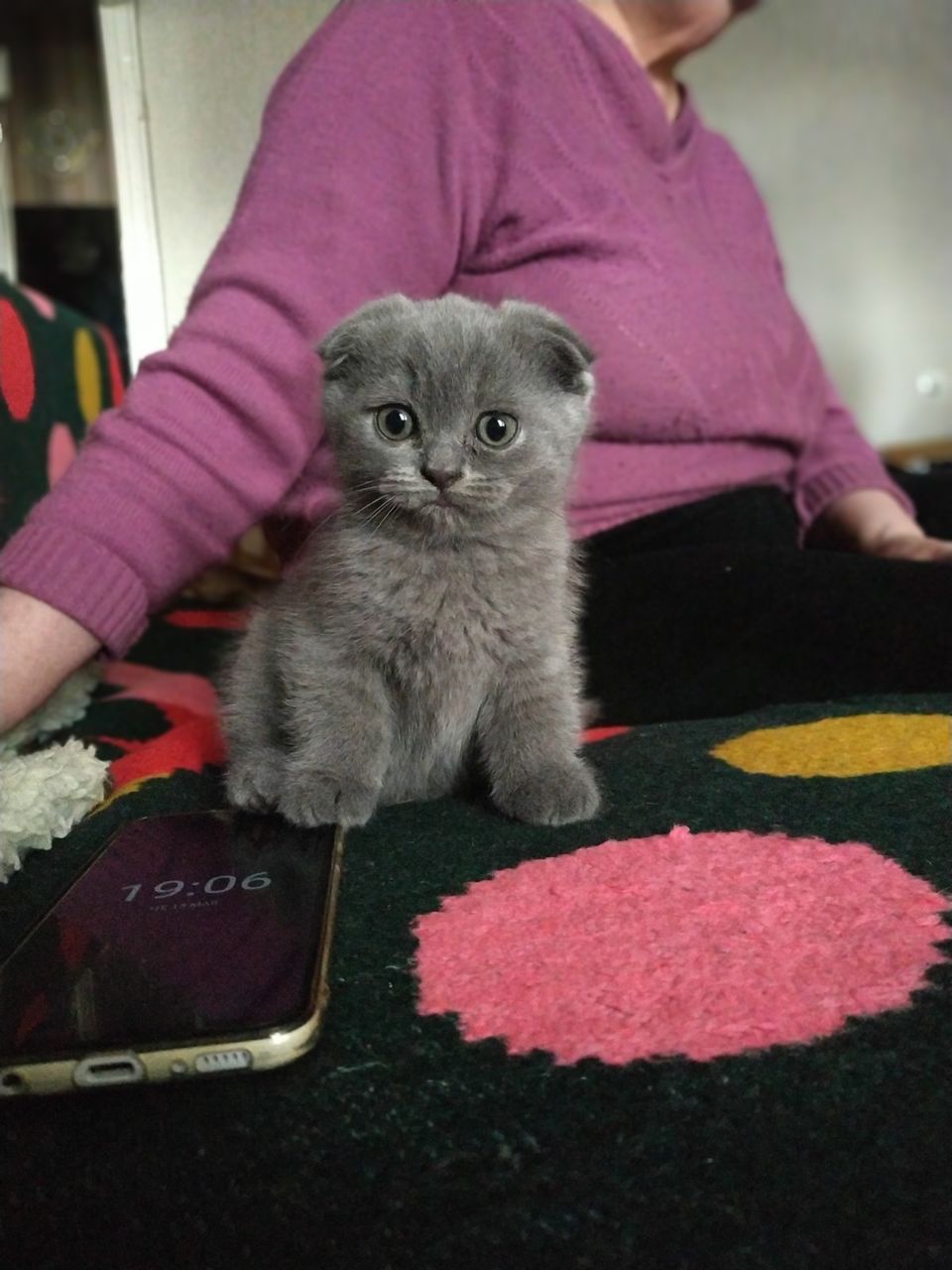 Котята