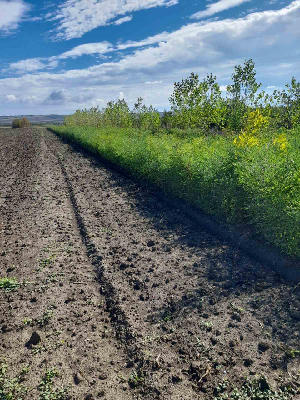 Софора японская акация