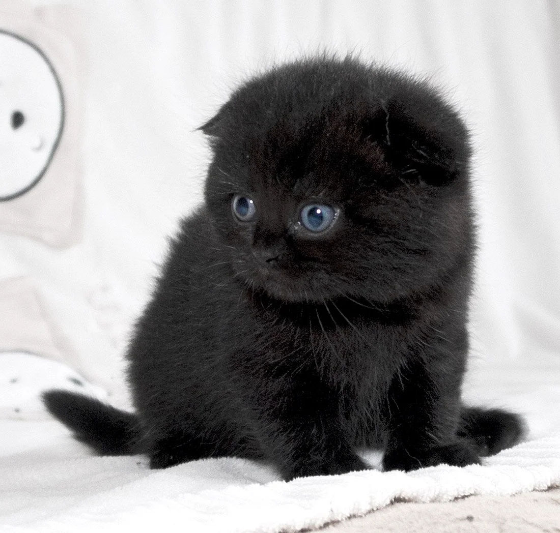 Вислоухий котенок черный маленький (76 фото)