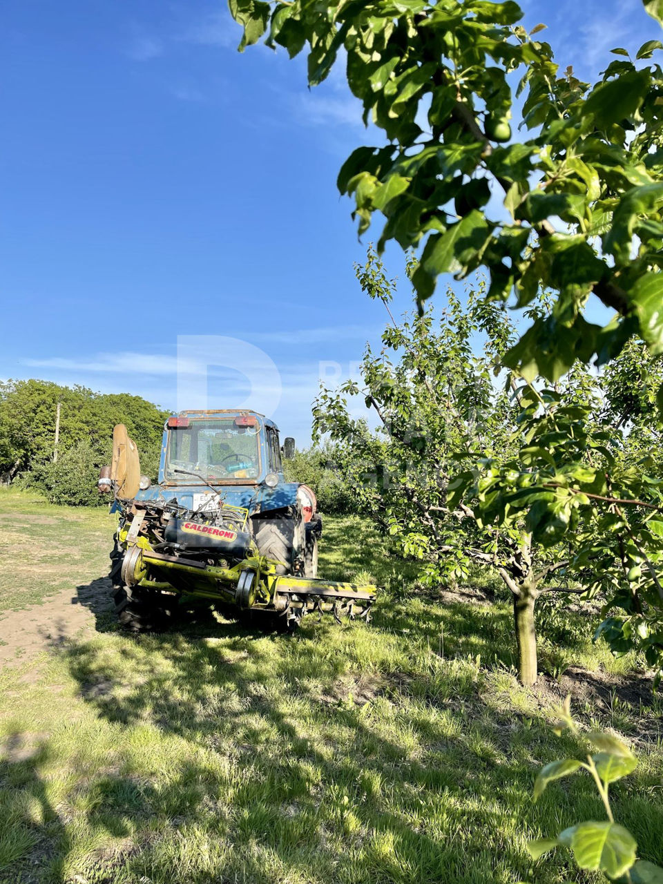 Livadă de vânzare în raionul Edineț - 14 ha foto 9