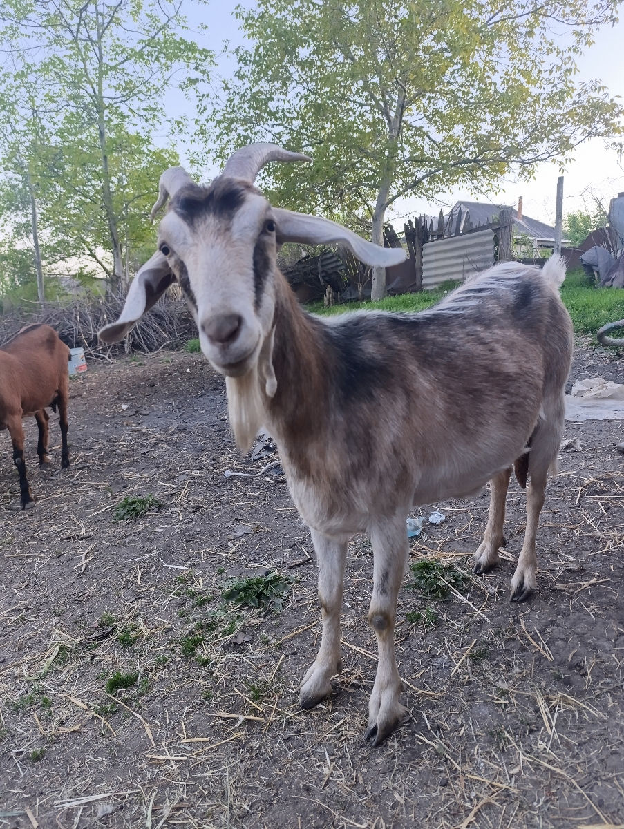 Căpriță de vinzare foto 0