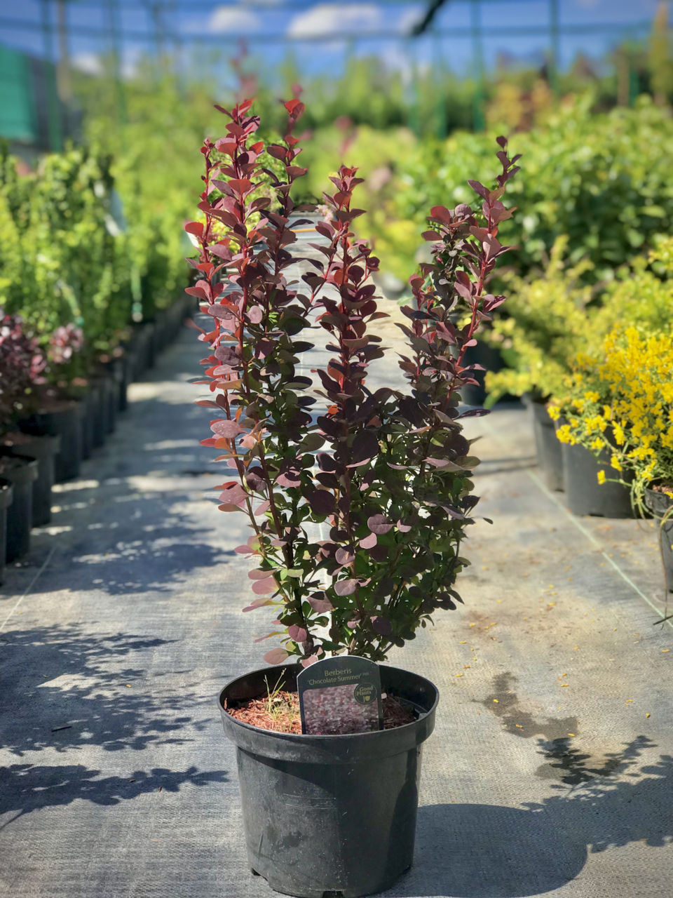 Berberis foto 5