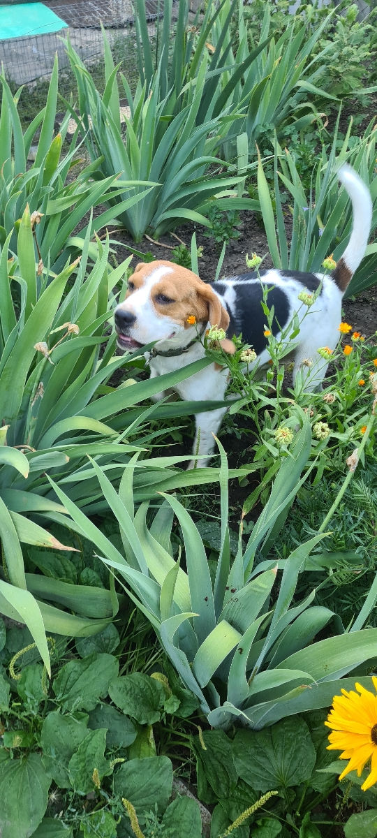 Mascul Beagle La împerechere foto 7