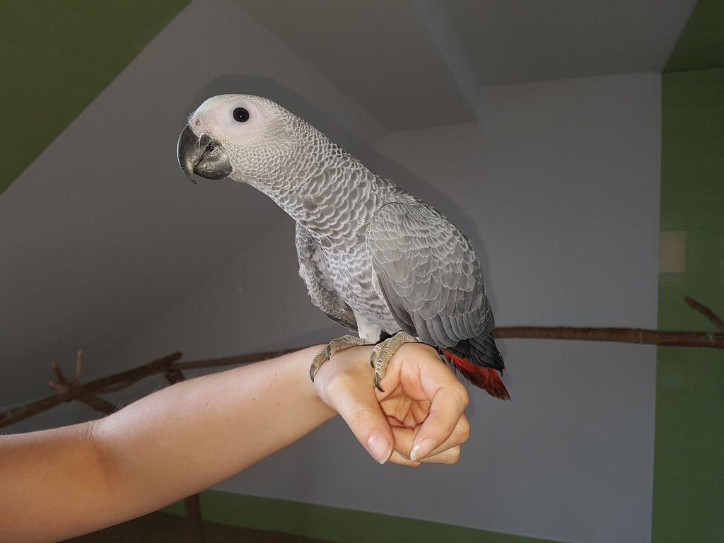 Jako kongo foto 3