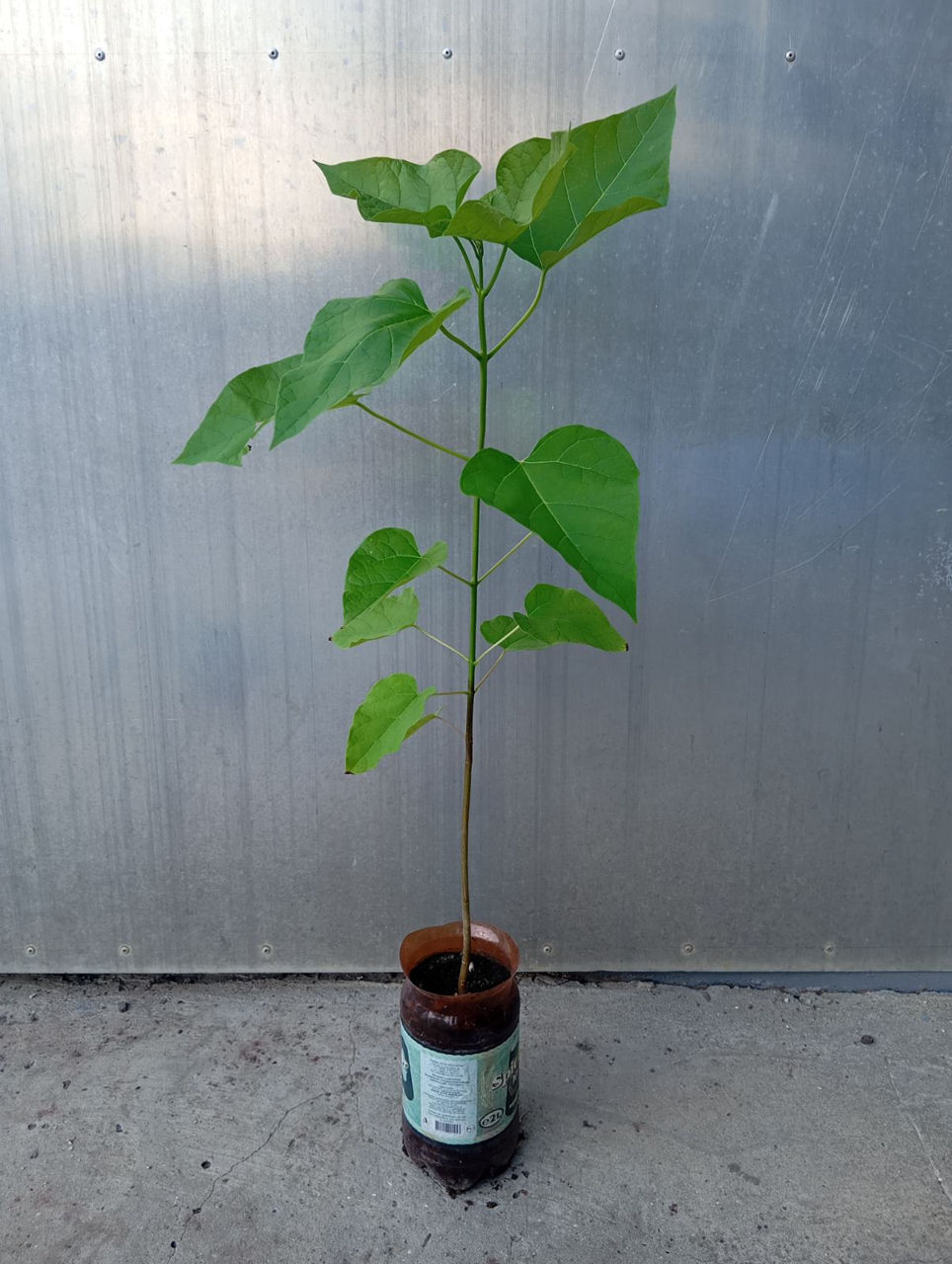 Catalpa foto 4