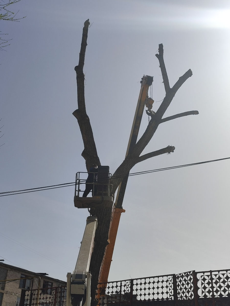 Doborîm arbori foarte mari și greu accesibili , lucrăm cu macaraua și autoturnul. foto 1