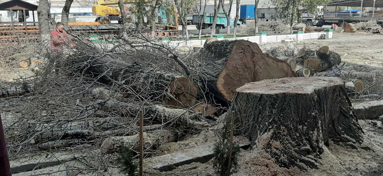 Taierea copacilor problematici, curatarea copacilor uscati. Curatarea Tuilor! foto 1