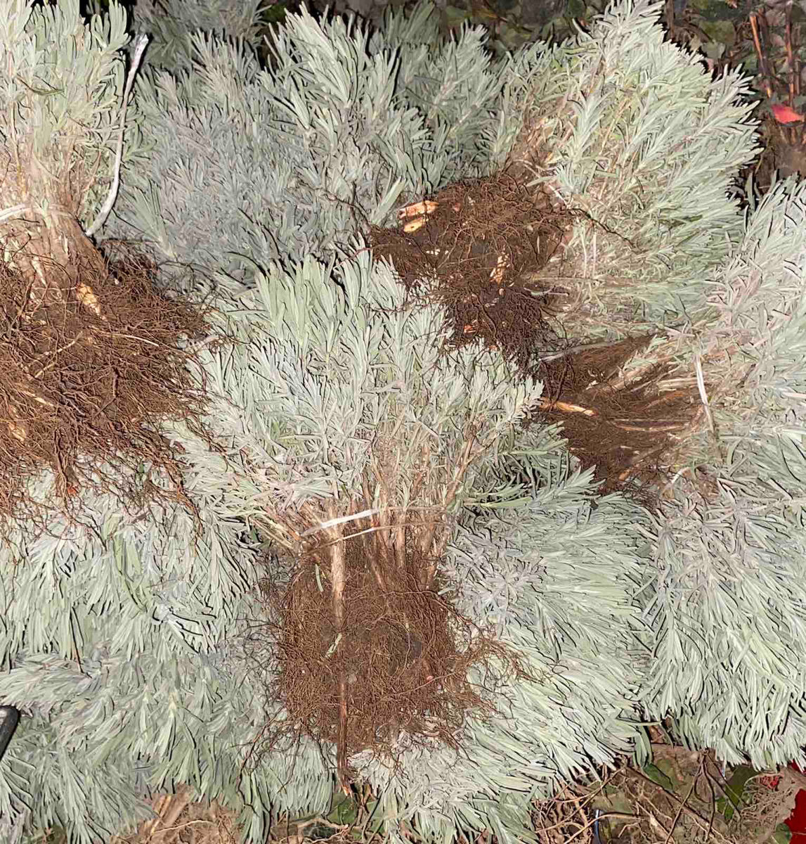 Lavanda,Material saditor de Lavanda,Tei,Mesteacan(Берёза),Stejar Rosu Canadian,Salcim,Frasin foto 3