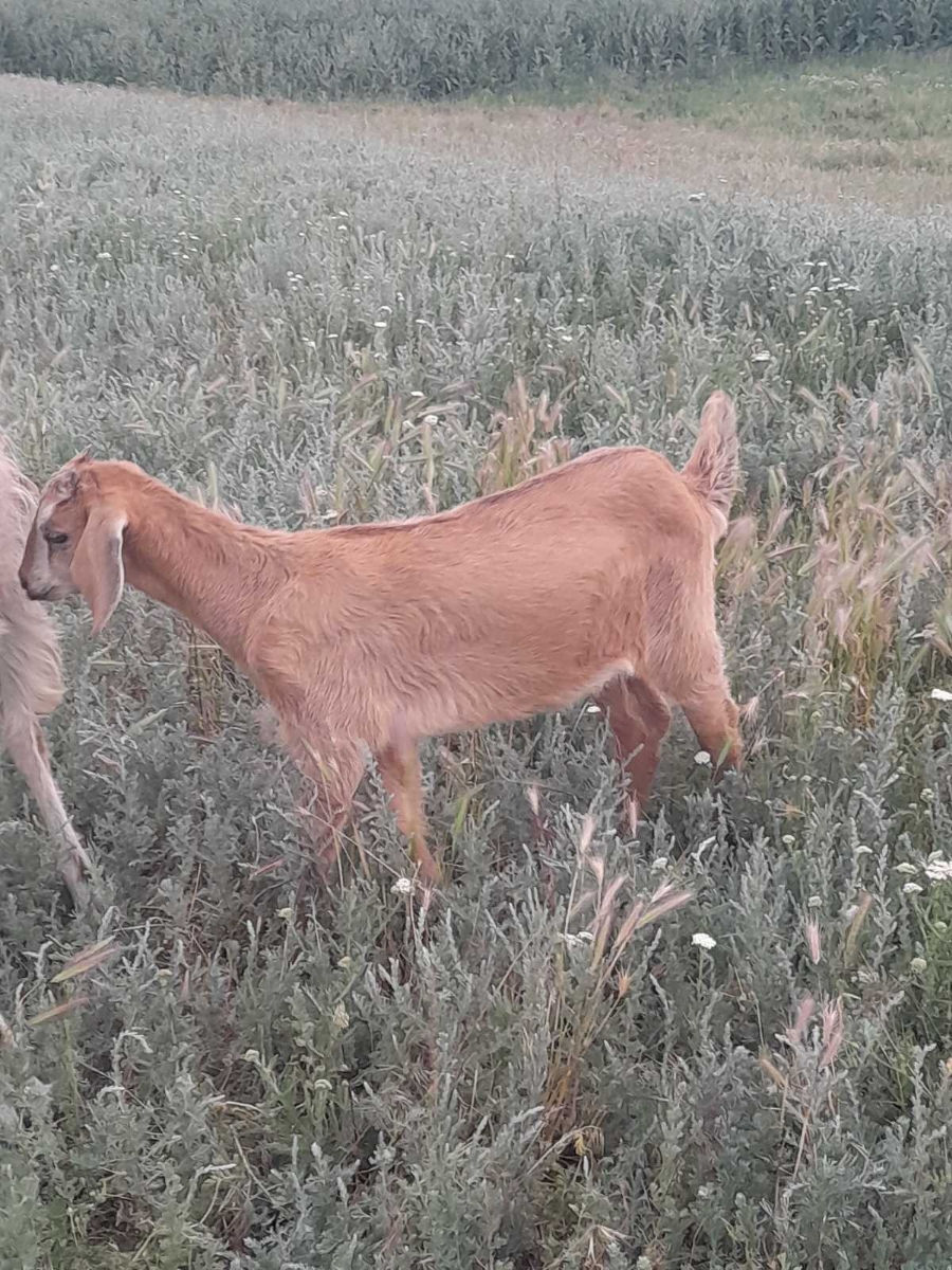 Capră și iediță de vânzare  фото 3