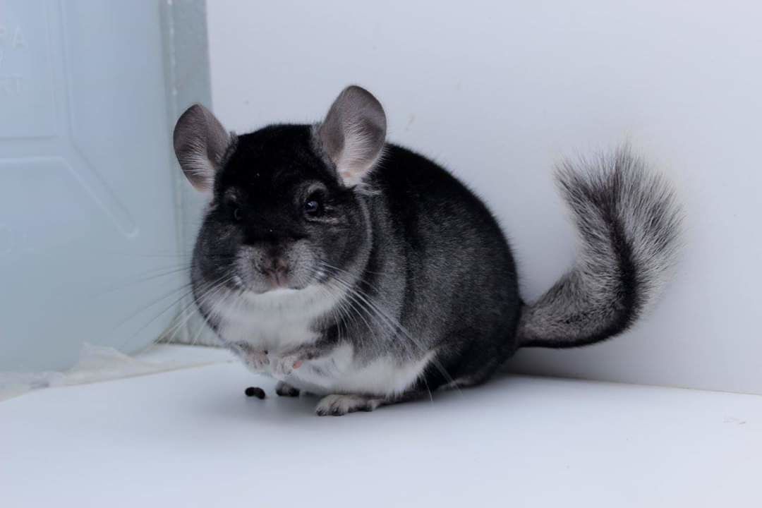 Vindem sinsile,chinchile ca animal de companie. foto 5