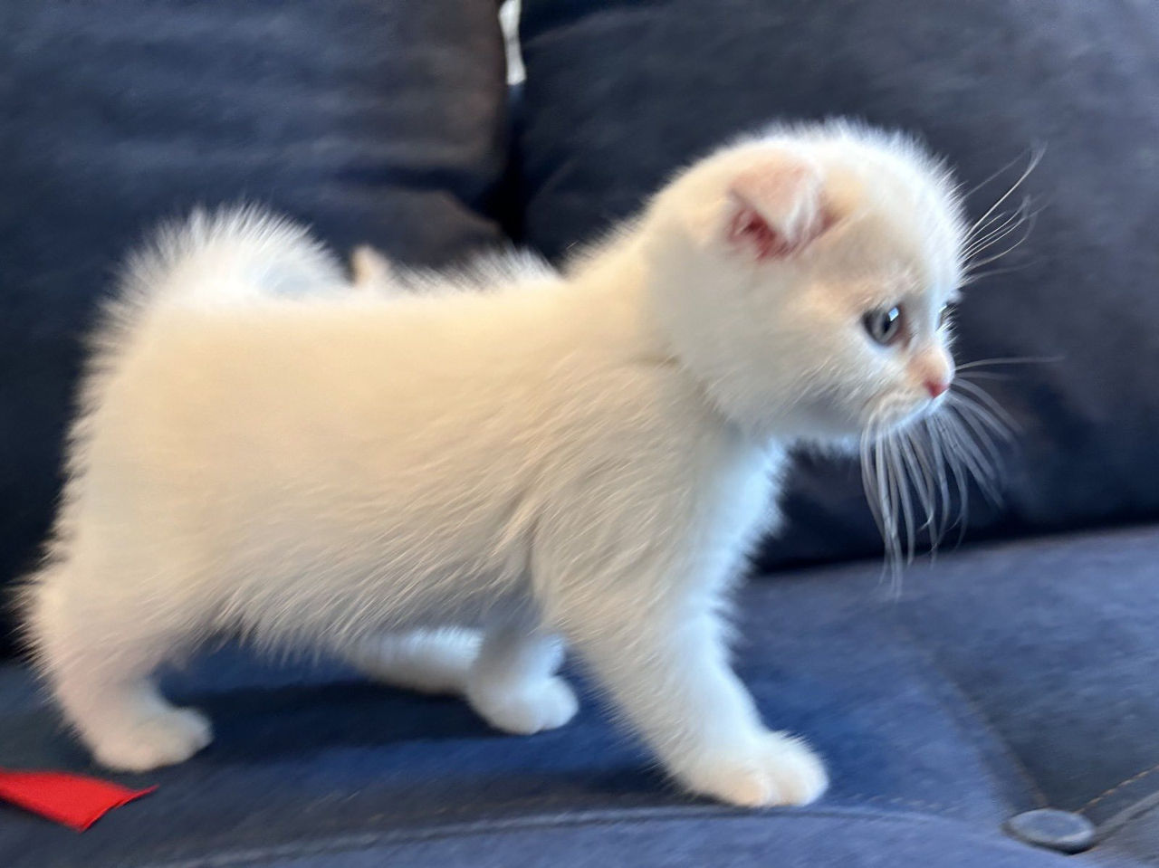 Котята от белого скоттиш фолда с голубыми глазами ! Чудо ангелочки! Продам дорого ! фото 2