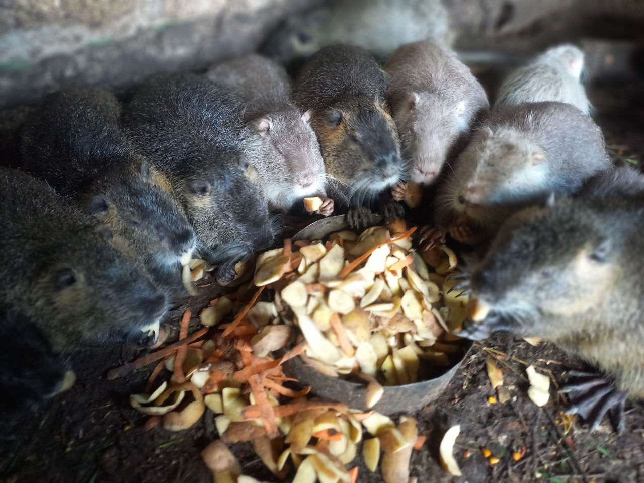 Nutrii dlea razmnajenii  zvanit foto 0