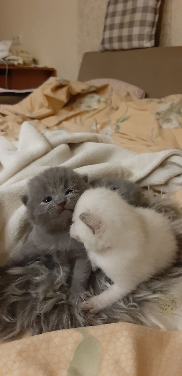 Маленькие плюшевые комочки счастья -Шотландские котята