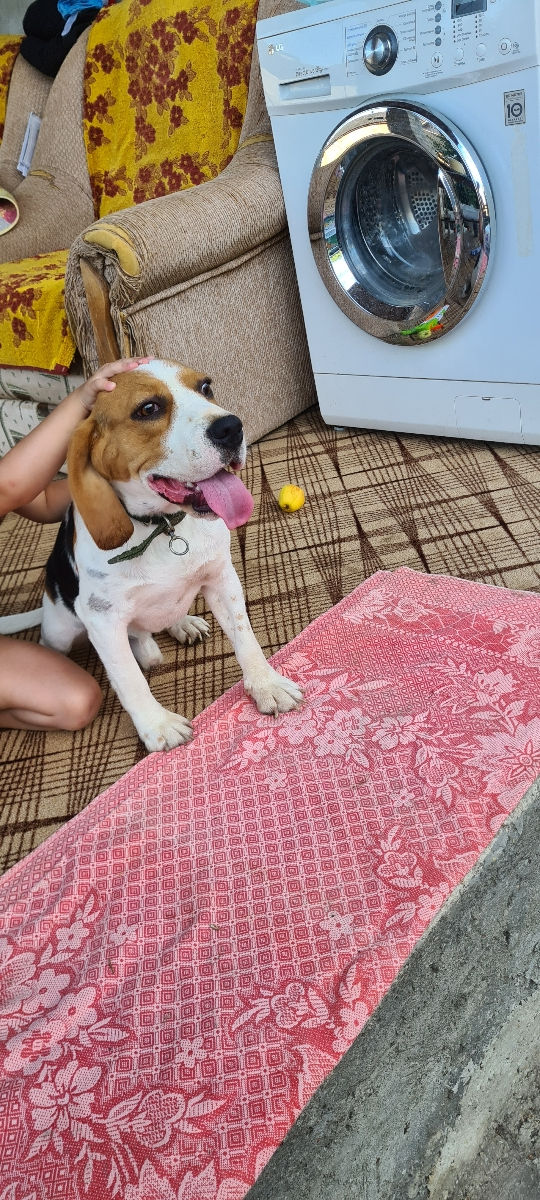 Mascul Beagle La împerechere foto 6