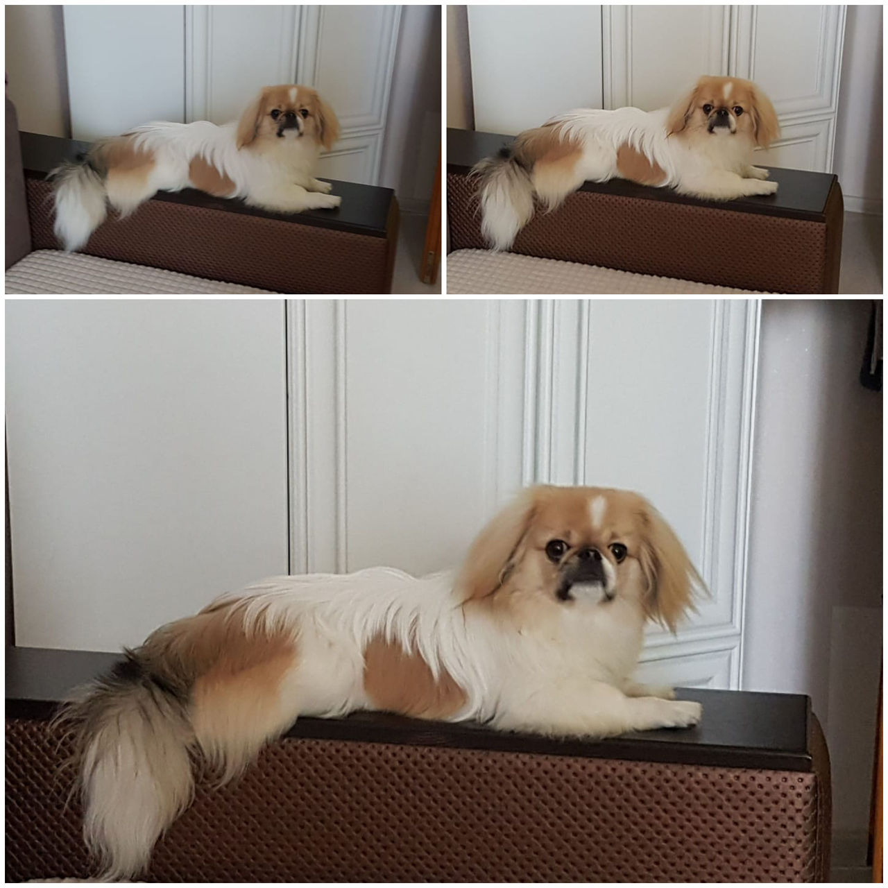 Королевский Пикинес!