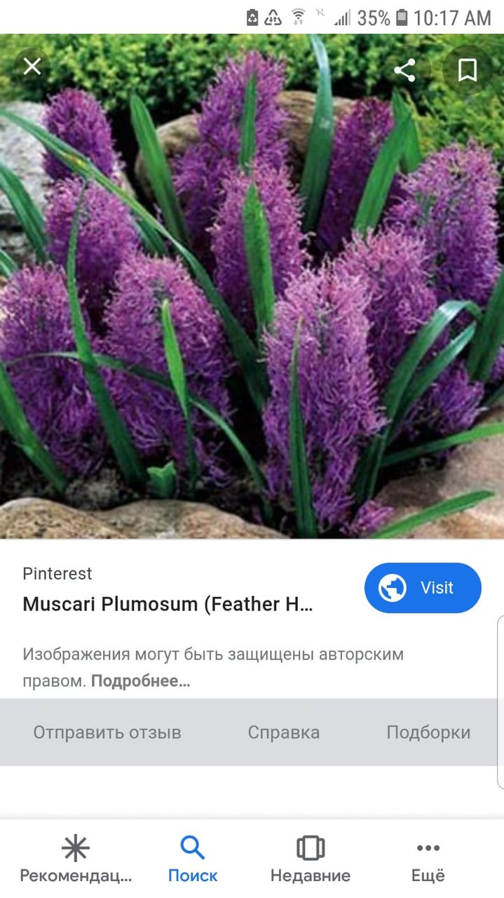 zambile, crocus, lalele, narcis, iris, branduse, fritillaria, muscari foto 6