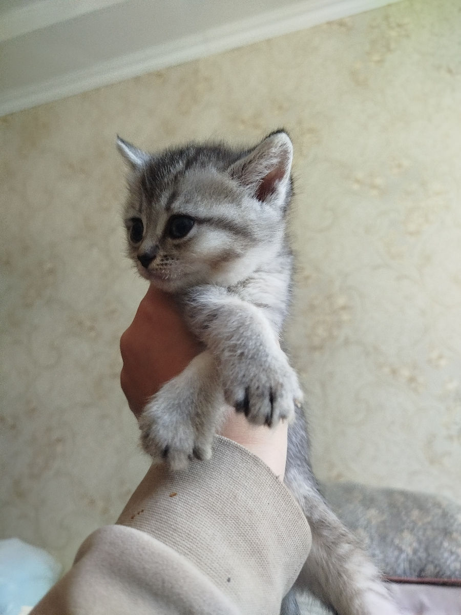 VAND PISICI foto 3