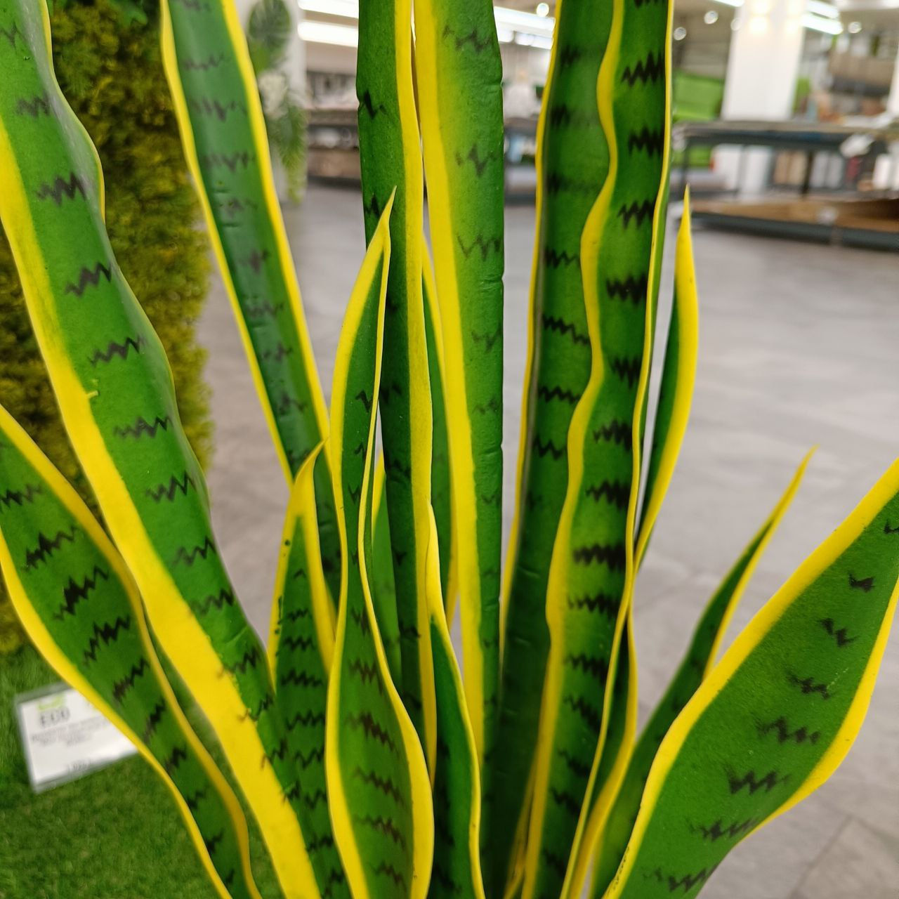 Plante decorative artificiale / Perete din plante artificiale foto 1