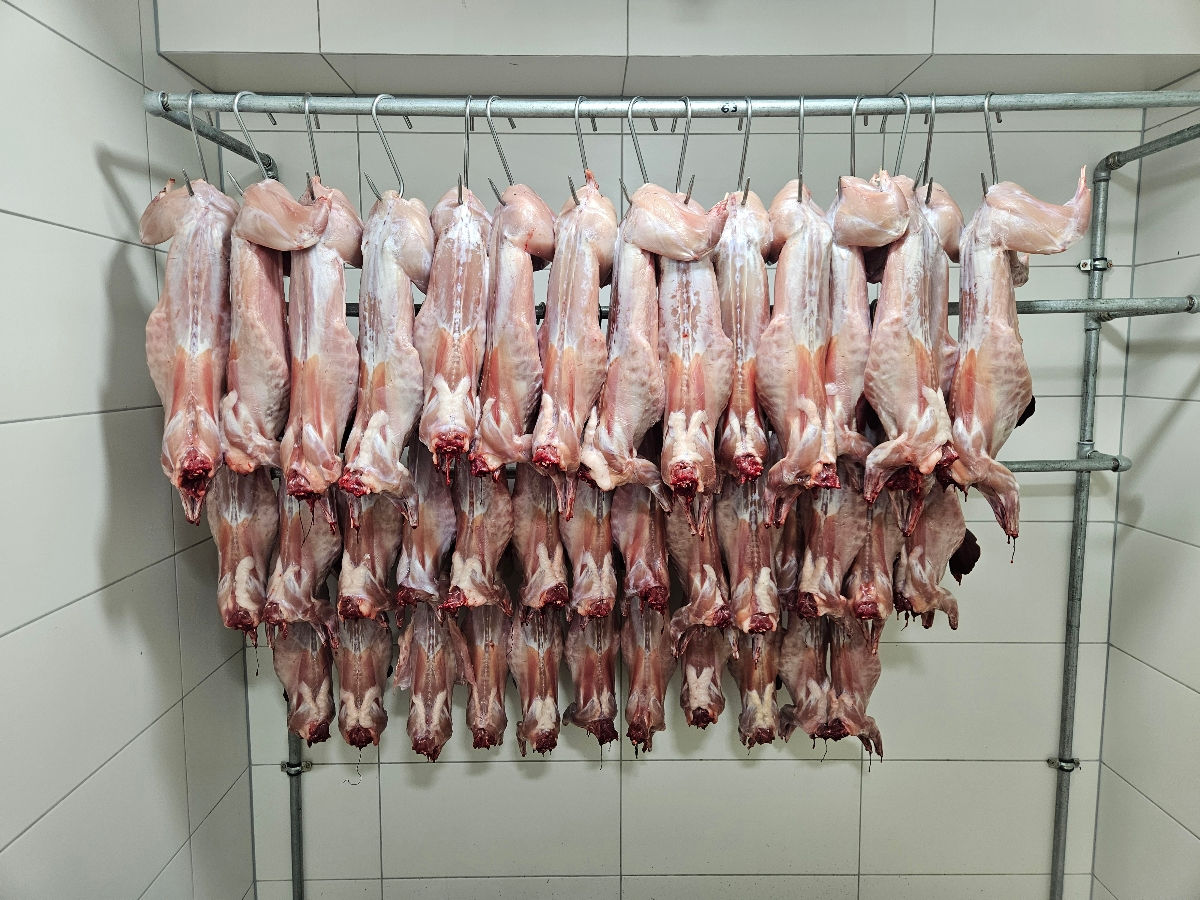 Vindem carne (carcasa) iepure pur autohton. foto 0