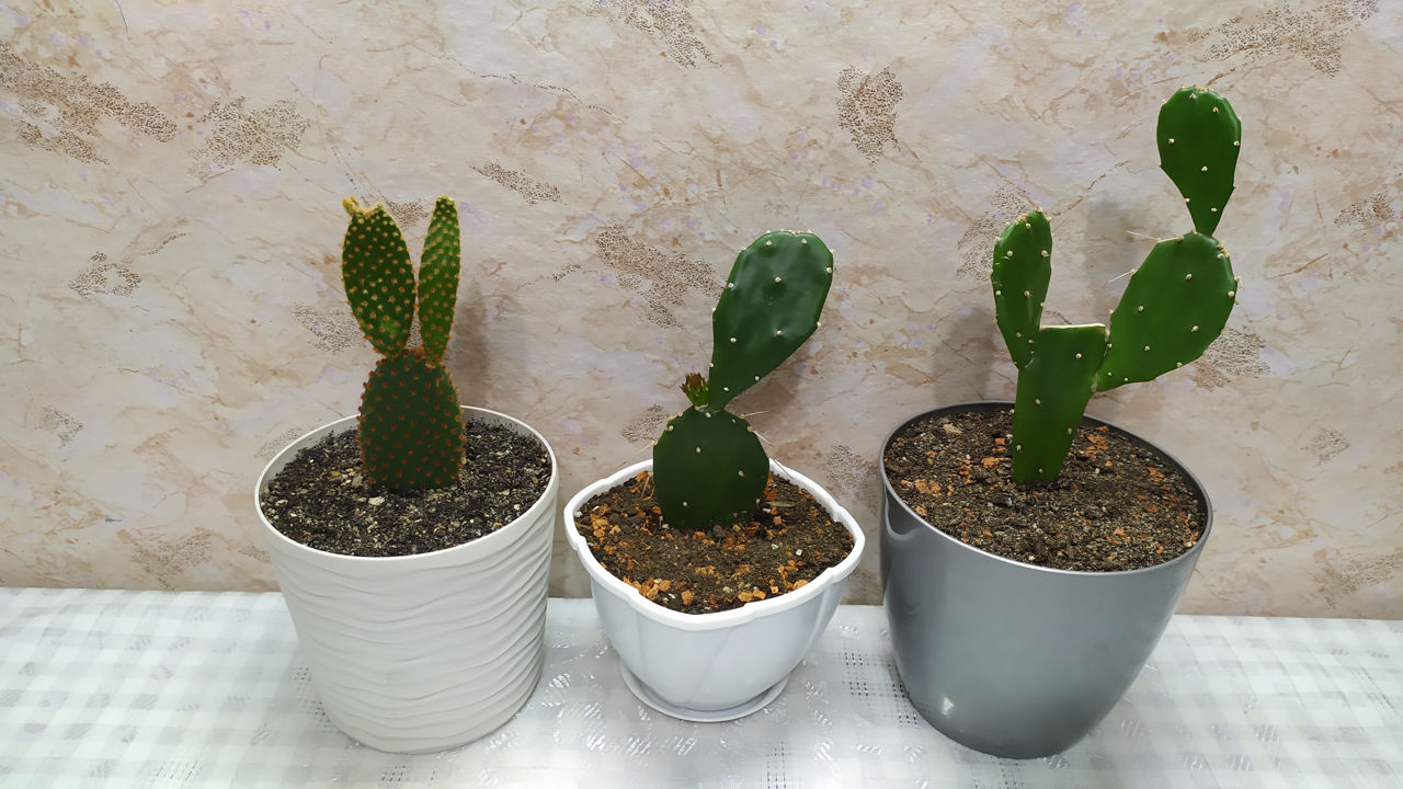 Cactus.Livrare. / Кактус. Доставка. foto 6