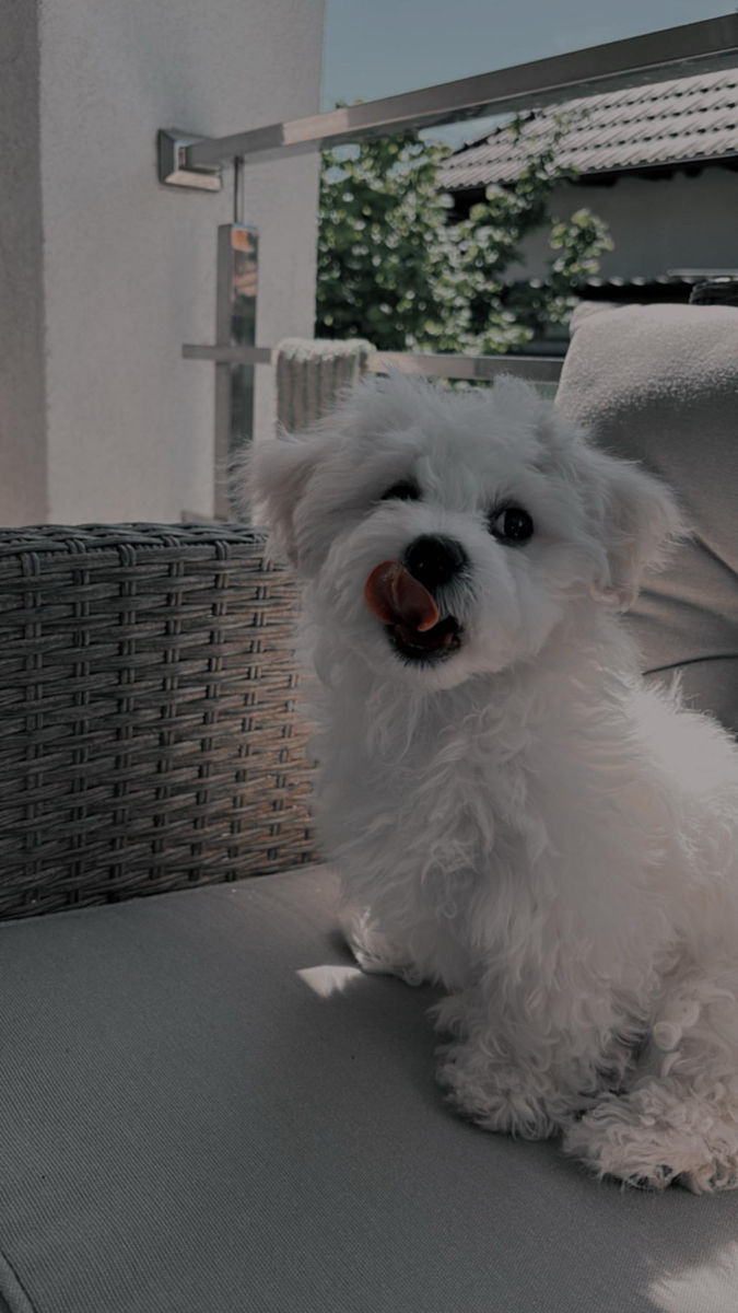 Împerechere Bichon Maltez, băiat foto 1