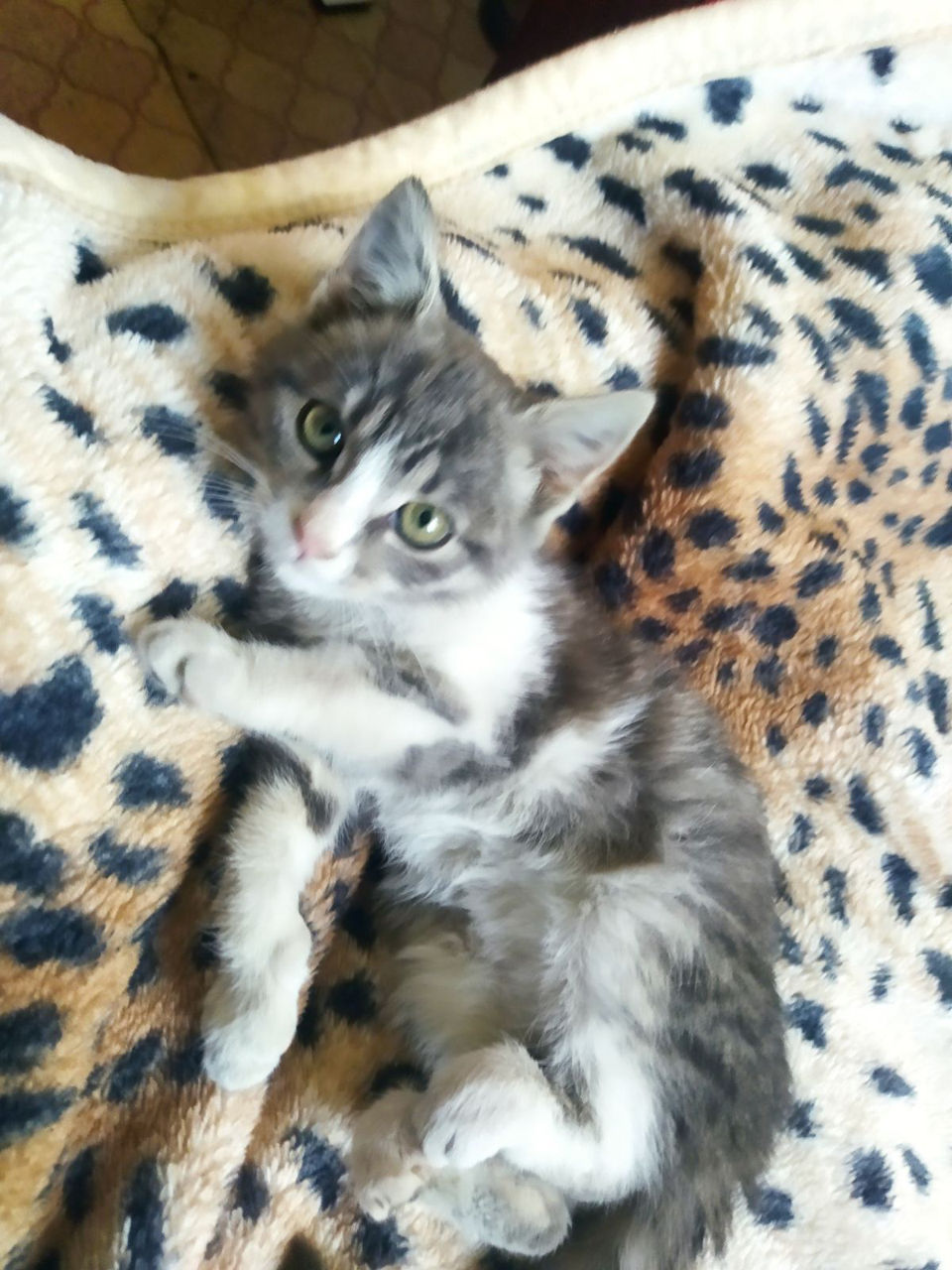 Подарю милого котёнка!