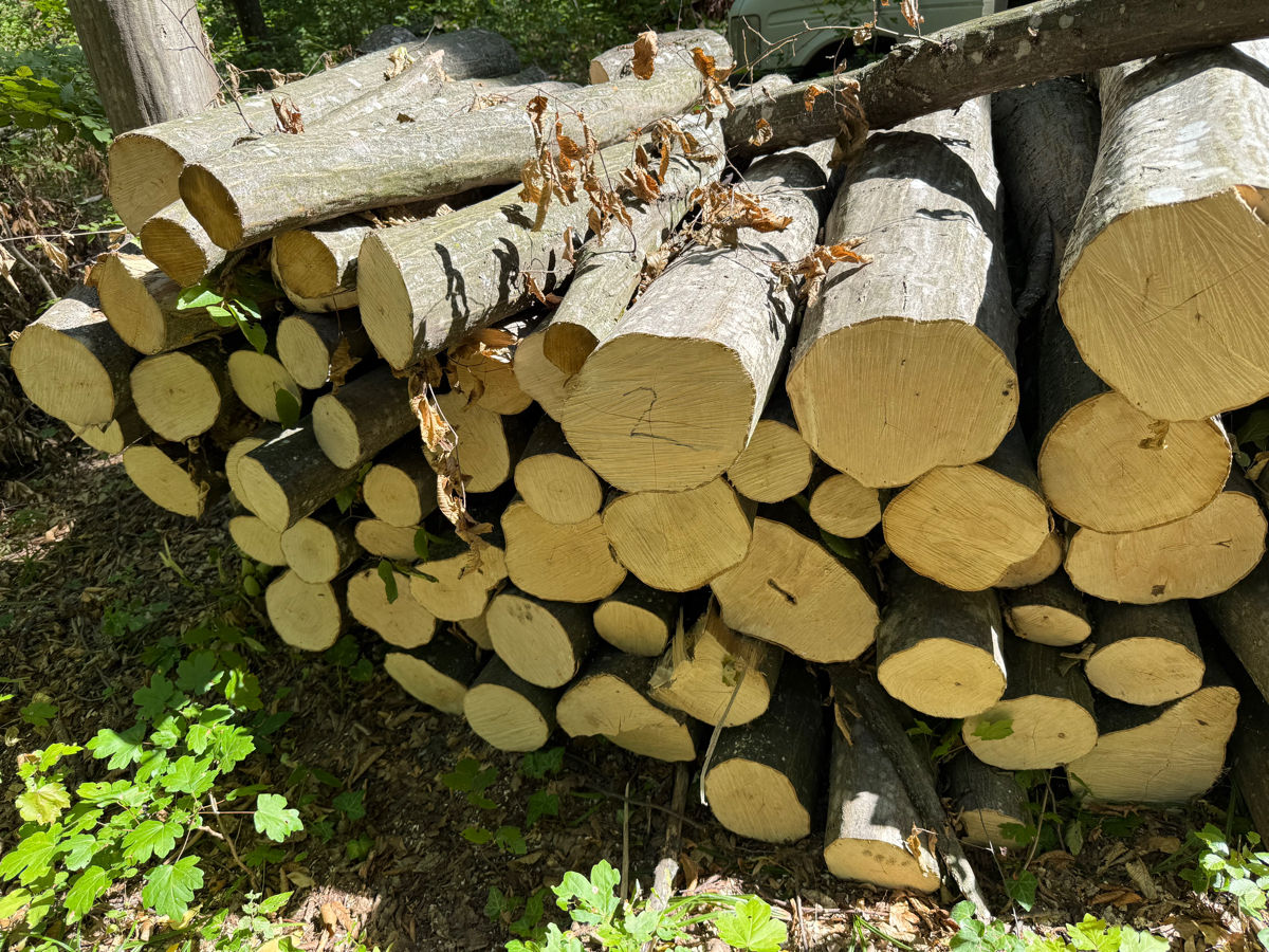 Lemn bun de foc foto 0