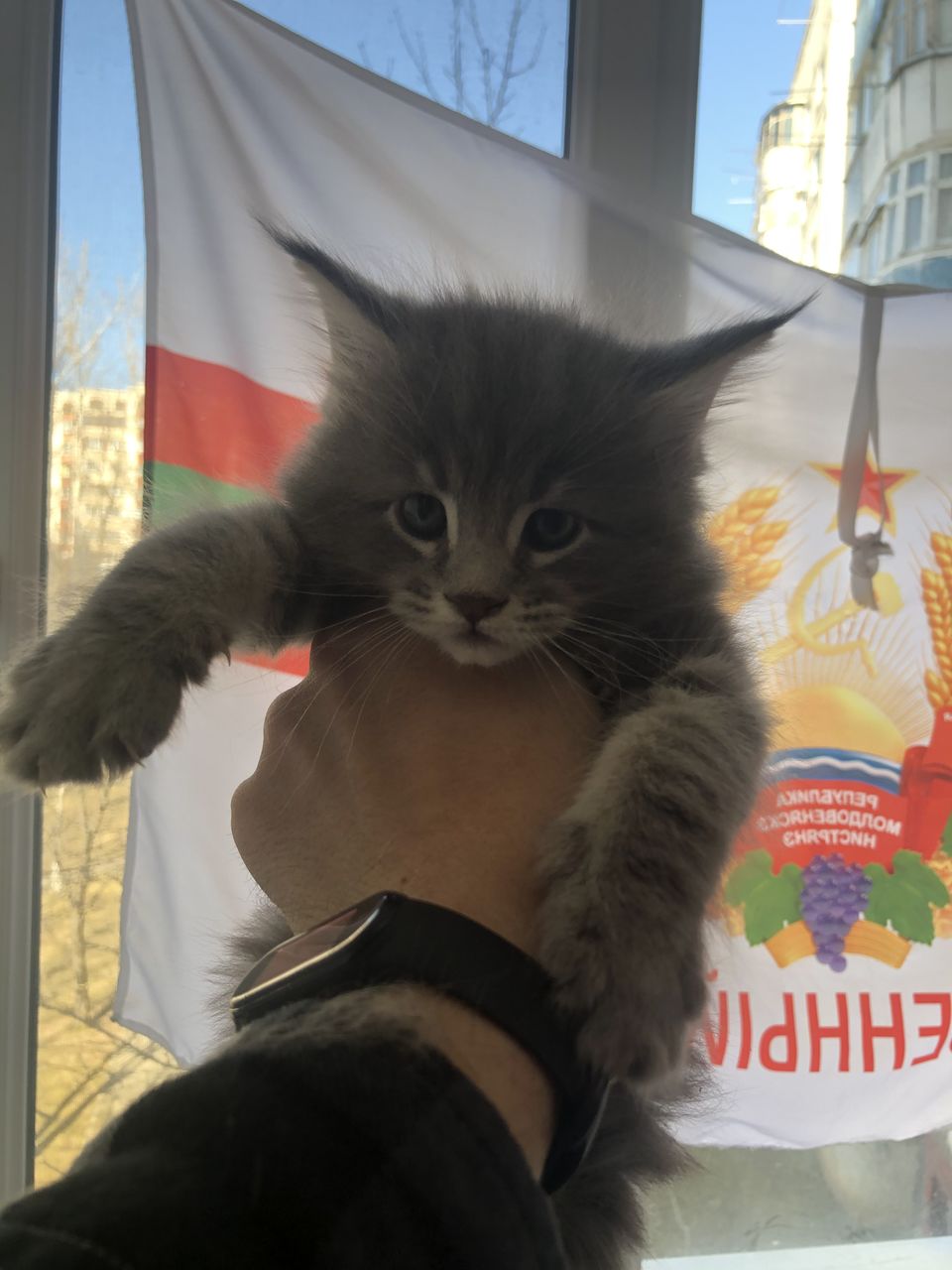 мейн кун тирасполь