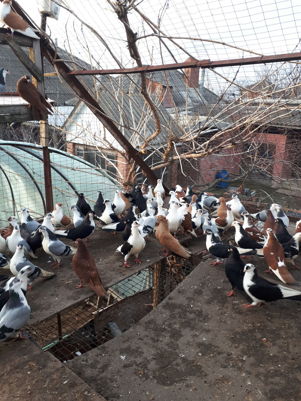 Porumbei Jucatori de Galati foto 9