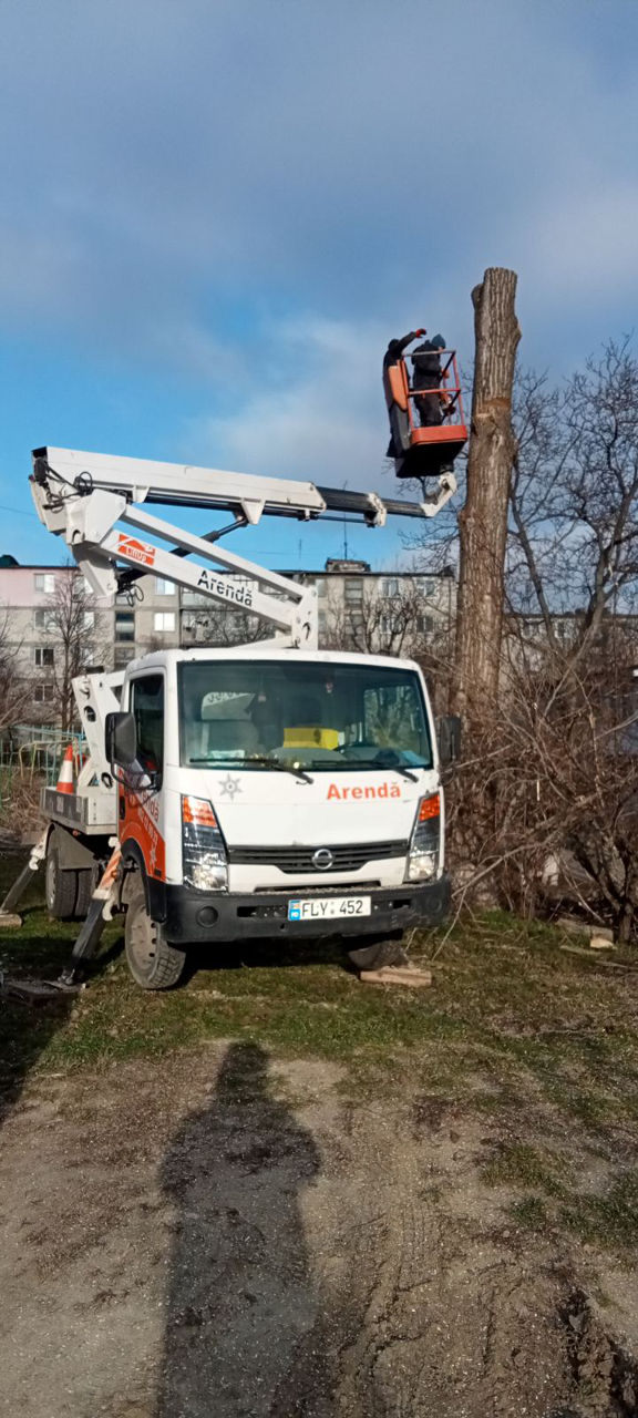 Servicii tăiere a copacilor sau crengilor problematice! foto 4