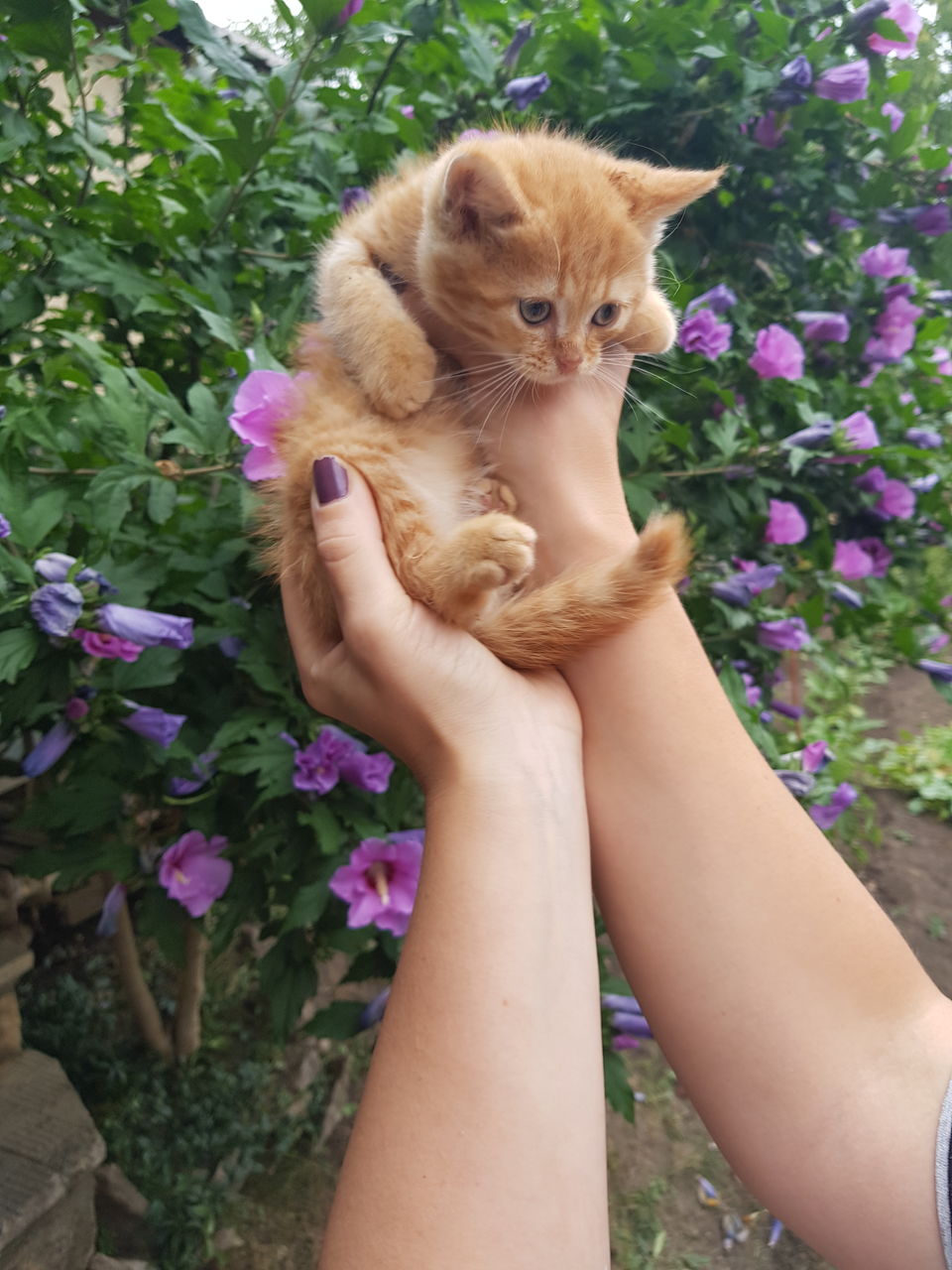 Шотландский хайленд страйт