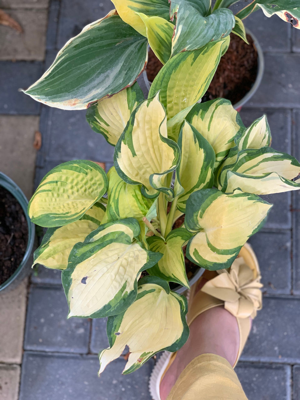 Vand diverse plante foto 1