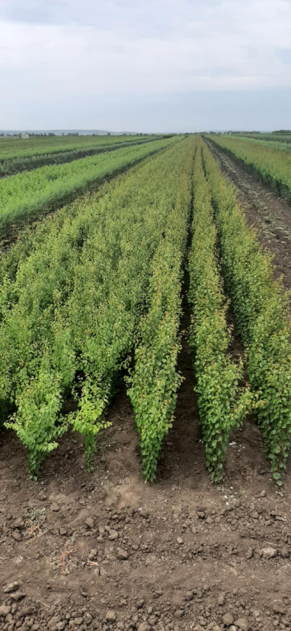 Pomi fructiferi - cais ( abricos ) , vișin , prun , persic , prăsad , migdal ... foto 16