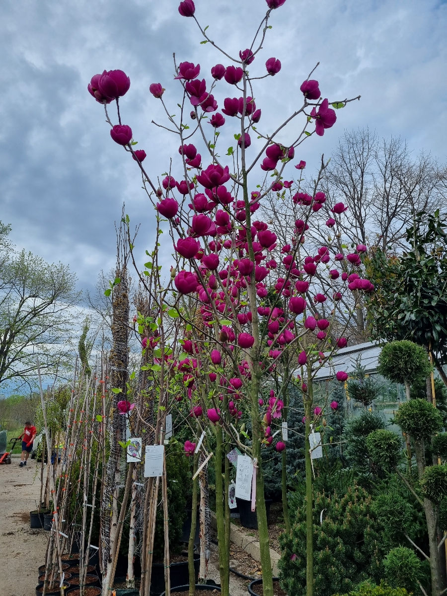 Magnolia foto 4