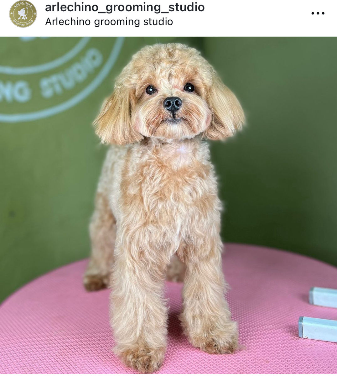 "Arlechino Grooming Studio". Buiucani. Îngrijirea cainilor si a pisicilor. foto 9