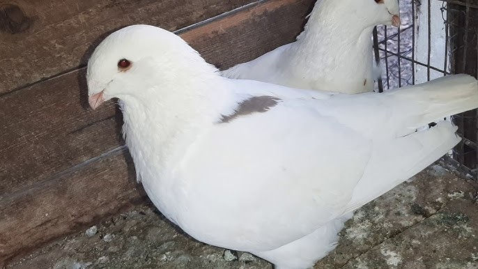 Hulubi  - Chehi -kokenhin Mramor- Karlic foto 3