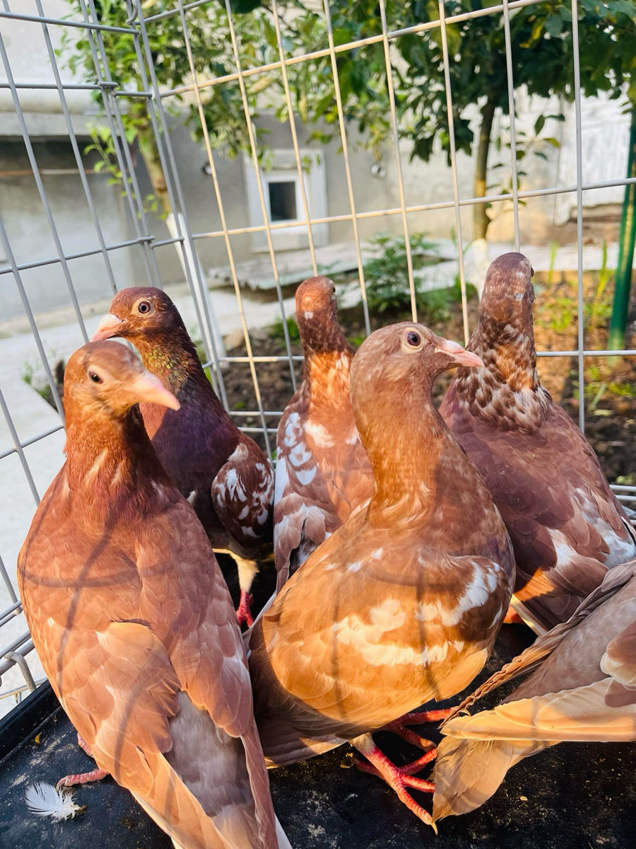 Porumbei Karel meulemans, voiajori stil vechi, voiajori italieni de expoziție foto 3