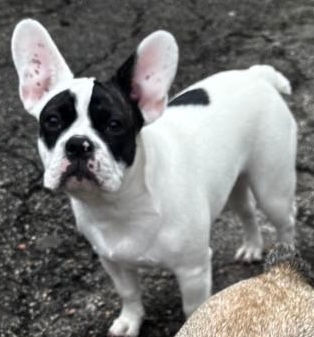 Franci Buldog foto 0