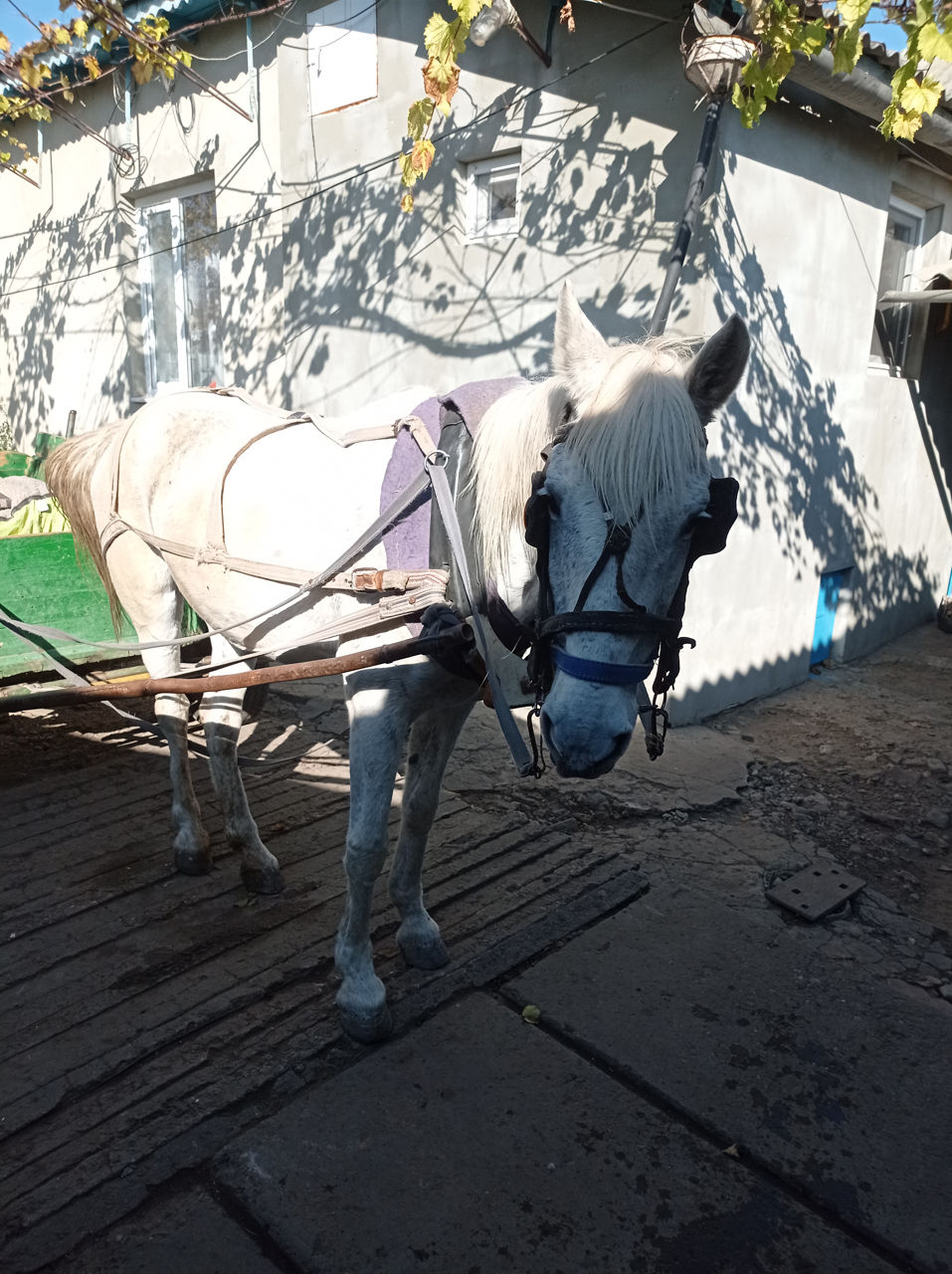 Лошадь не кусает не бьёт тянет одну тонну работяга продаётся только ...