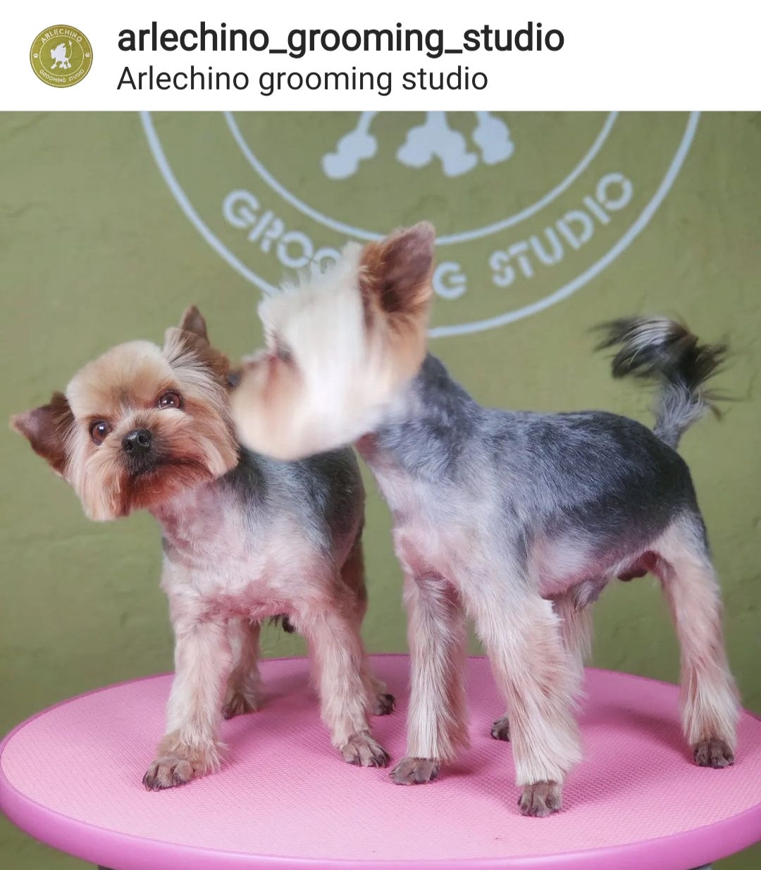 "Arlechino Grooming Studio". Буюканы. Стрижка собак и кошек. foto 9