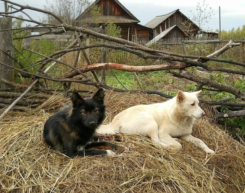 Сено, солома в тюках для утепления будок, вольеров, подстилка. С бесплатной  доставкой по Кишинёву.