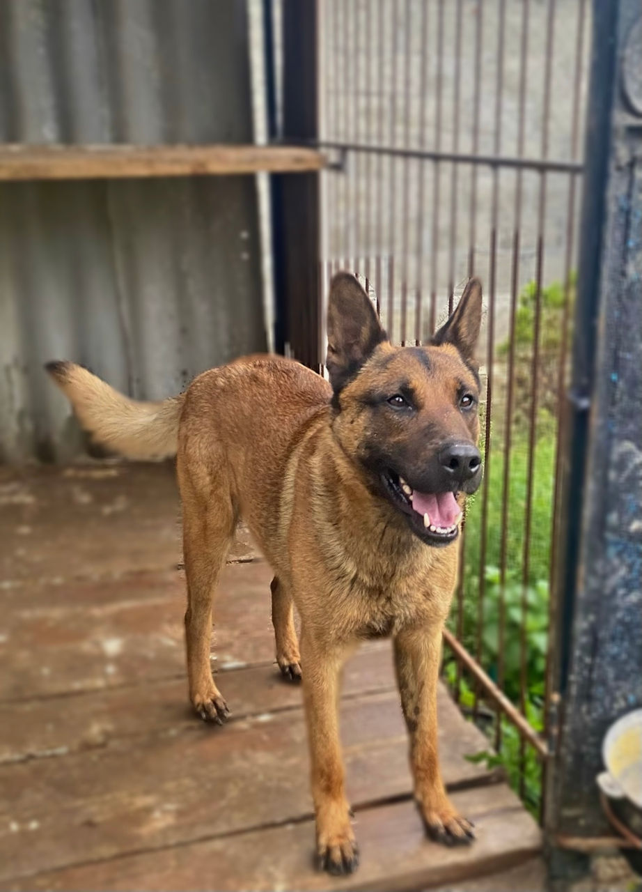 Ofer spre împerechere (montă\вязка) mascul „Ciobănesc Belgian Malinois” foto 0