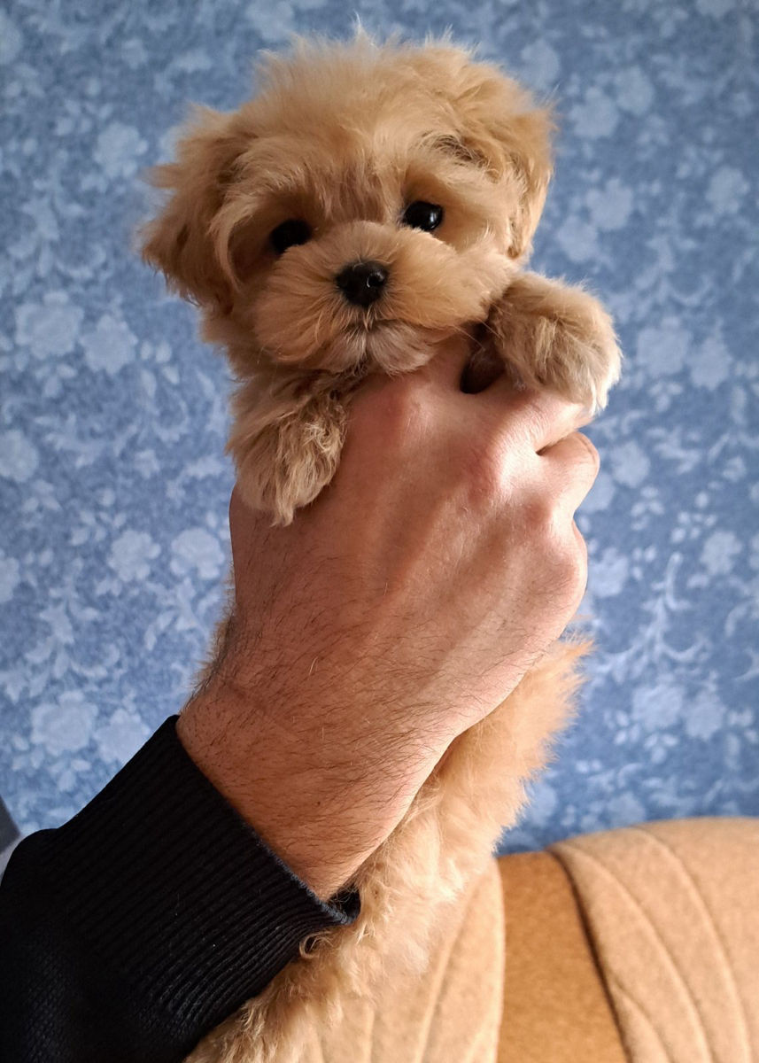 Mini maltipoo foto 1