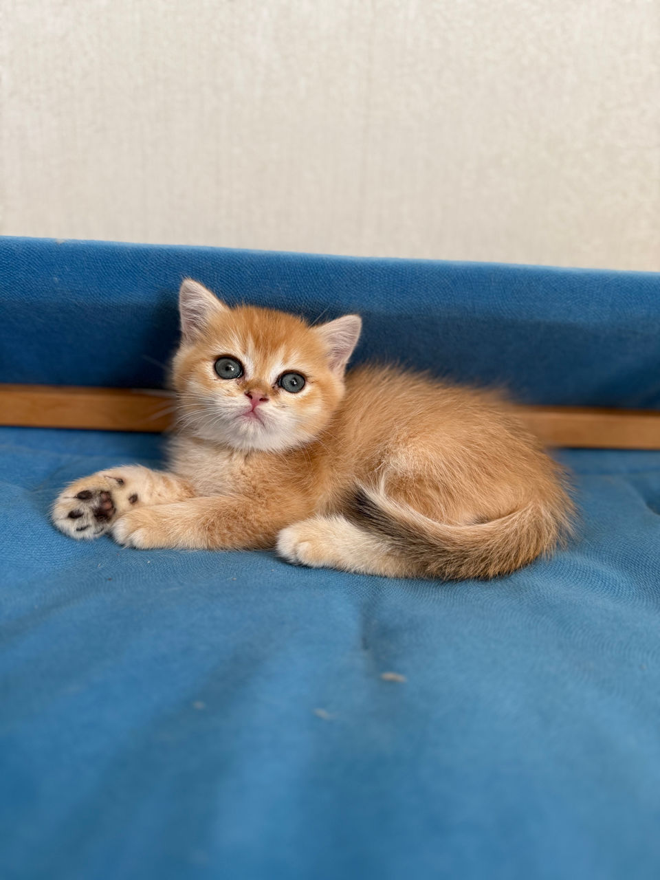 Клубные шотландские котята ,окрас золотая шиншилла,с родословной фото 3