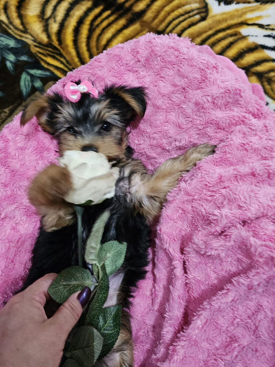 Urgent! Vând Cățea Yorkshire Terrier foto 3