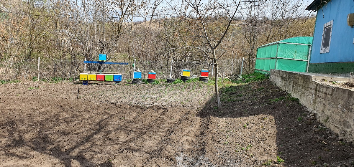 Vand familii de albine  foto 1