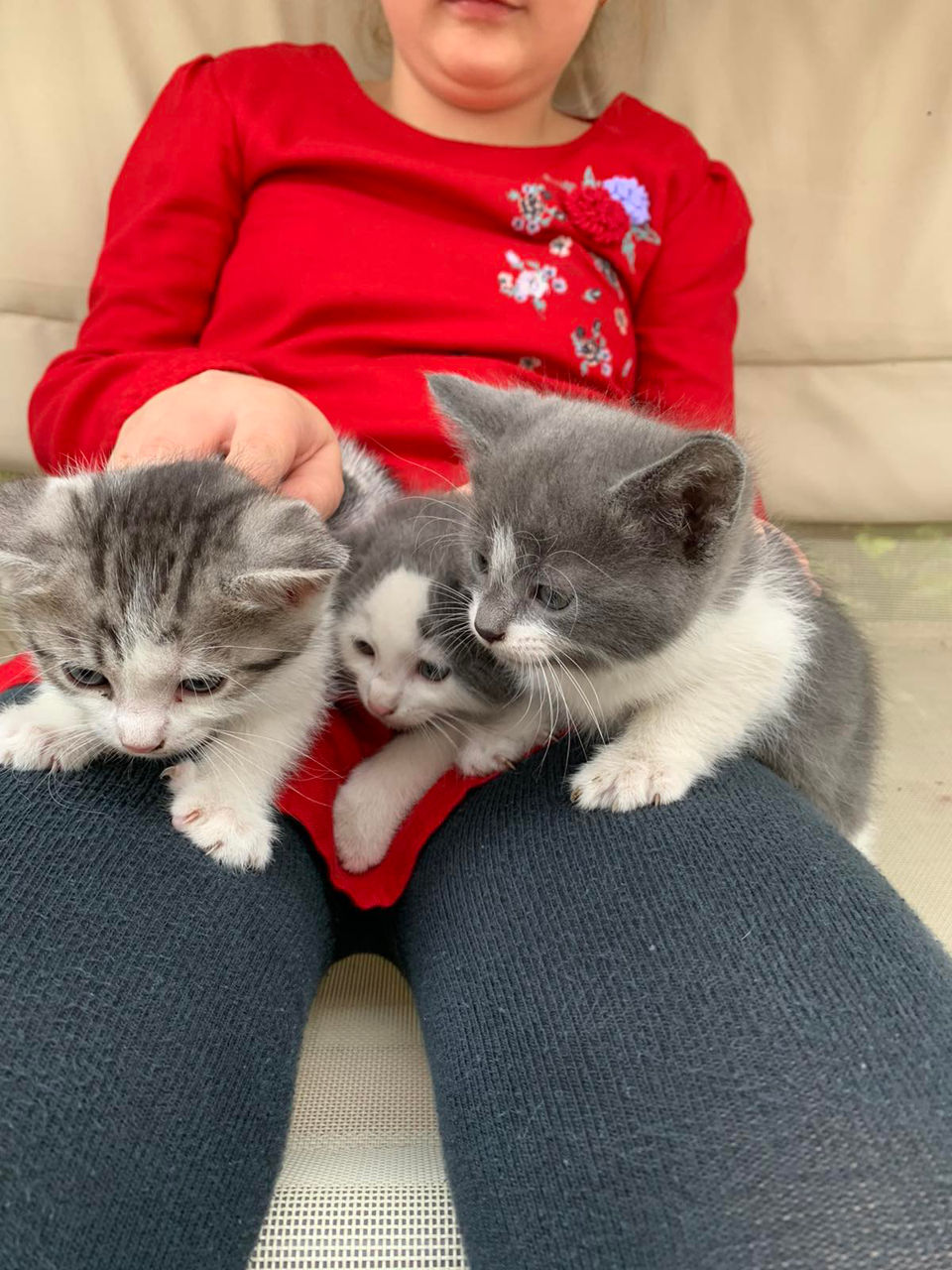 Подарю двух котят