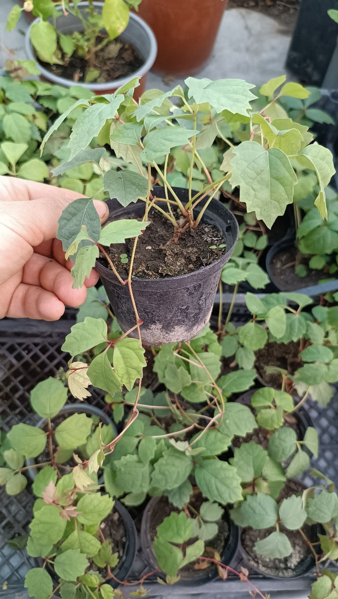 Vita japoneza (девичий виноград) foto 3