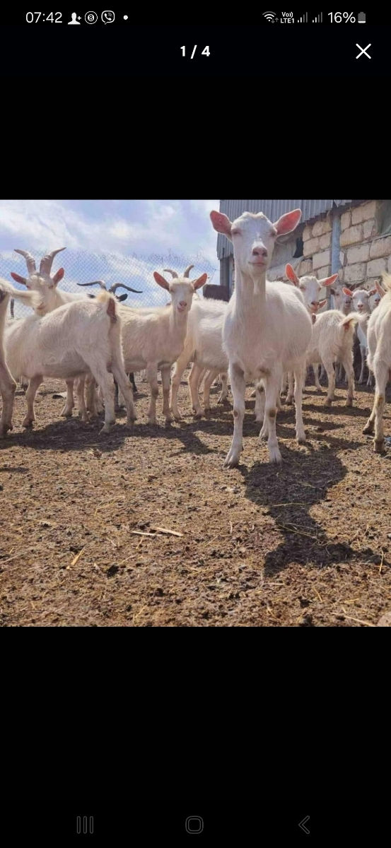 De vânzare: Capre și iedițe Saanen – rasă pură, lapte din belșug фото 5
